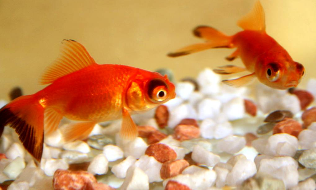 養金魚真的能夠除甲醛嗎？