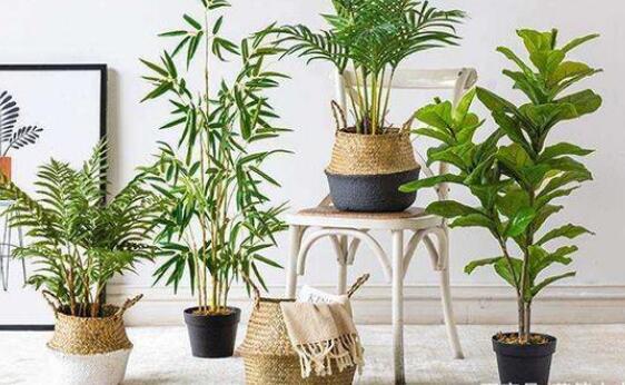 新房用什么可以除去甲醛？