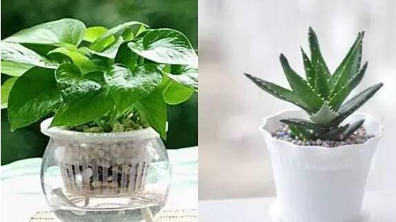 哪些植物除甲醛最好?植物真的可以除甲醛嗎?