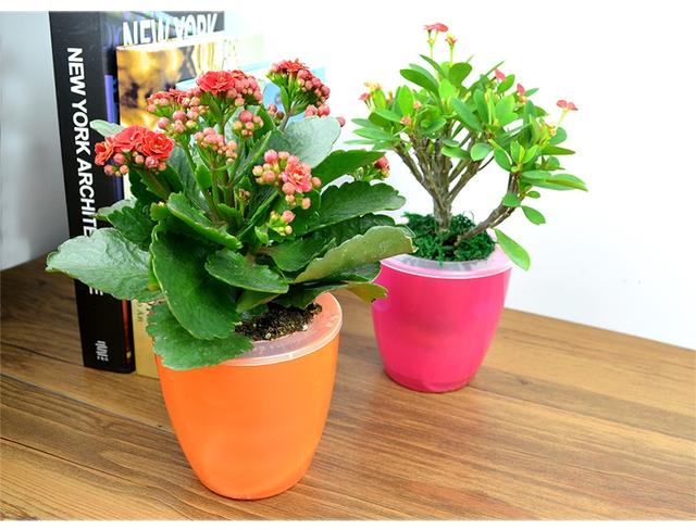 可以凈化室內(nèi)空氣的幾種綠植