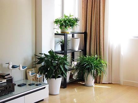 上海室內甲醛緩解小妙招