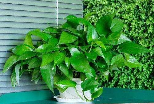 沈陽除甲醛為您解析除甲醛四大謠言