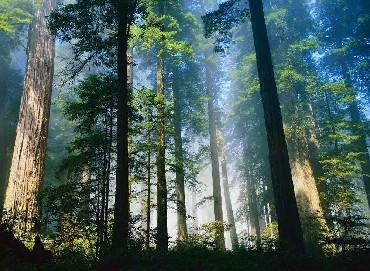 甲醛為什么會致癌?