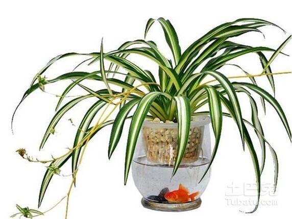 吊蘭能除甲醛，究竟是真是假？