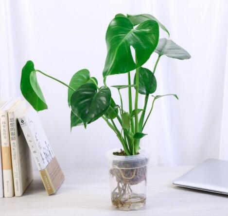 科學去除甲醛的方法有哪些