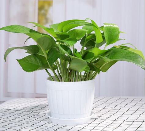 綠植是有效的除甲醛辦法嗎？