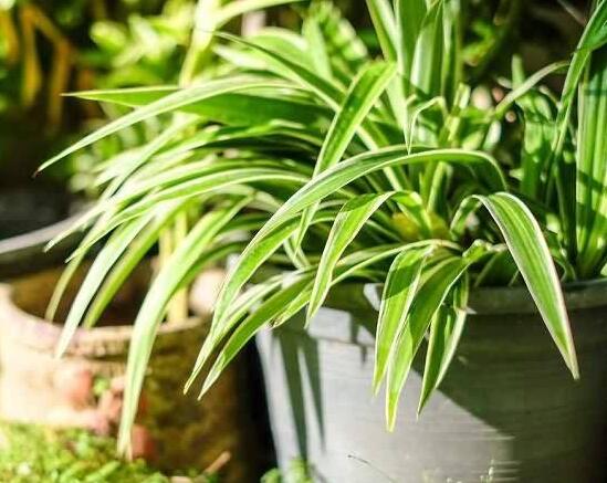 用綠植除甲醛的方法是否有效呢？